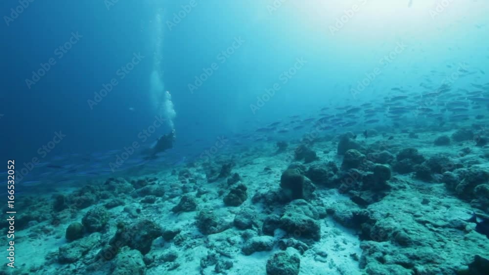 Scuba diver swims past schools of fish, POV Scuba diver swims past schools of fish, POV