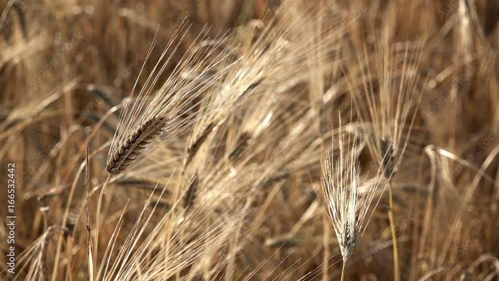 Wheat ear swing on wind, cinematic background Wheat ear swing on wind, cinematic background