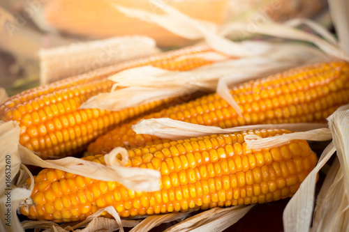 measurement moisture of dry yellow corn,close up yellow dried corn for background, dried corn for popcorn of animal feed.