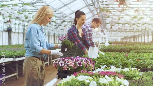 Happy Farmers and Gardeners Work and Examine Flowerpots in Sunny Industrial Greenhouse
