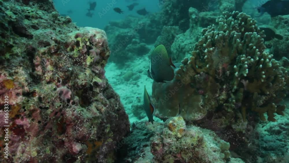 Tropical fish in Maldives reef, POV Tropical fish in Maldives reef, POV