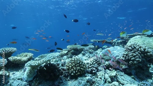 Wallpaper Mural Various fish swim over tropical reef, South Maldives Torontodigital.ca