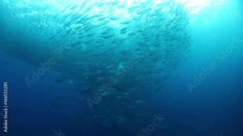 Malpelo Island, school of fish swim in circles photo