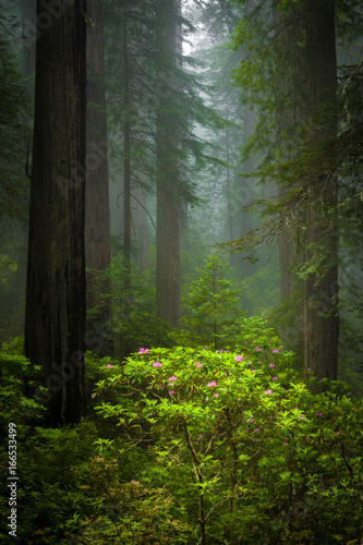 Redwoods and rhododendrons along the Damnation Creek Trail in De © Tom Nevesely
