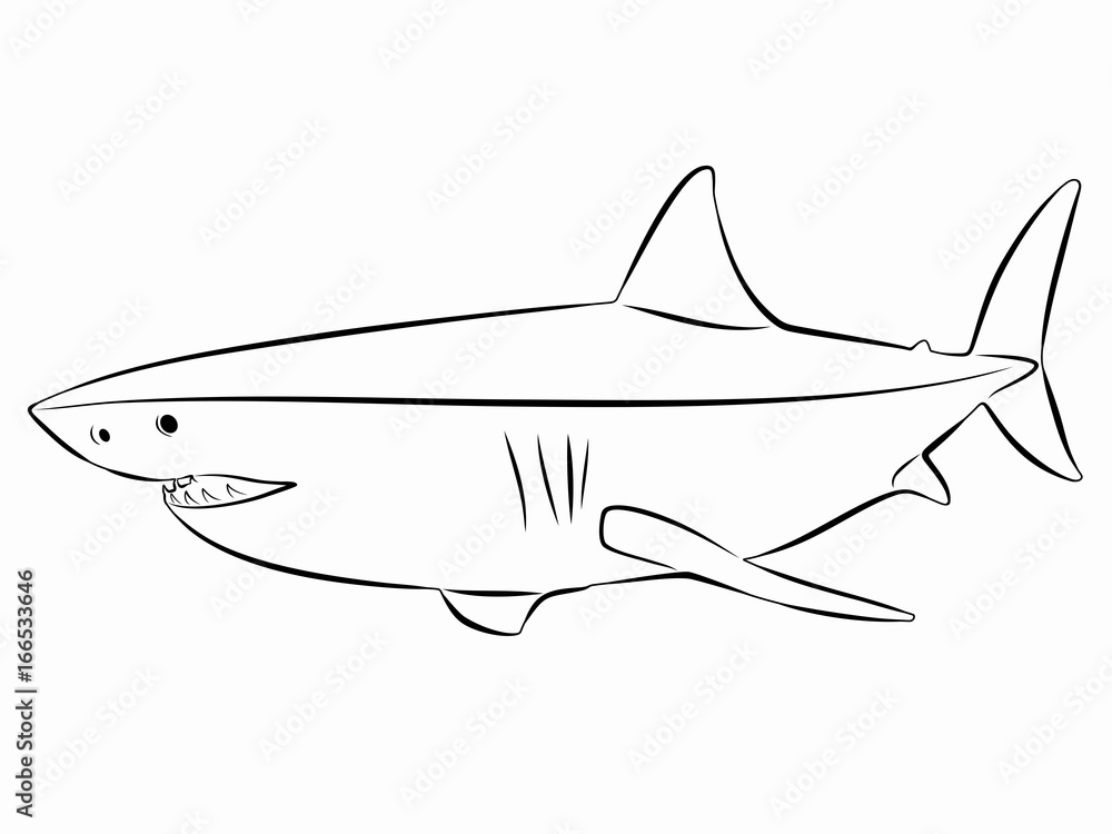 illustration of shark, vector draw illustration of shark, vector draw