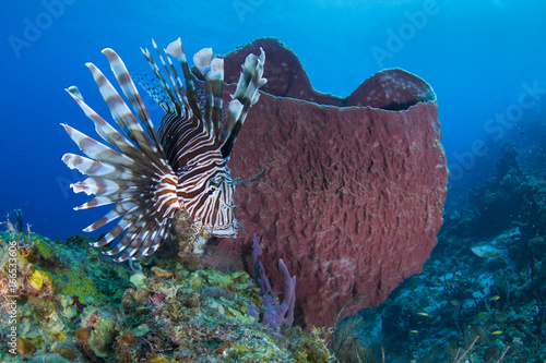 Lionfish and Barrel Sponge