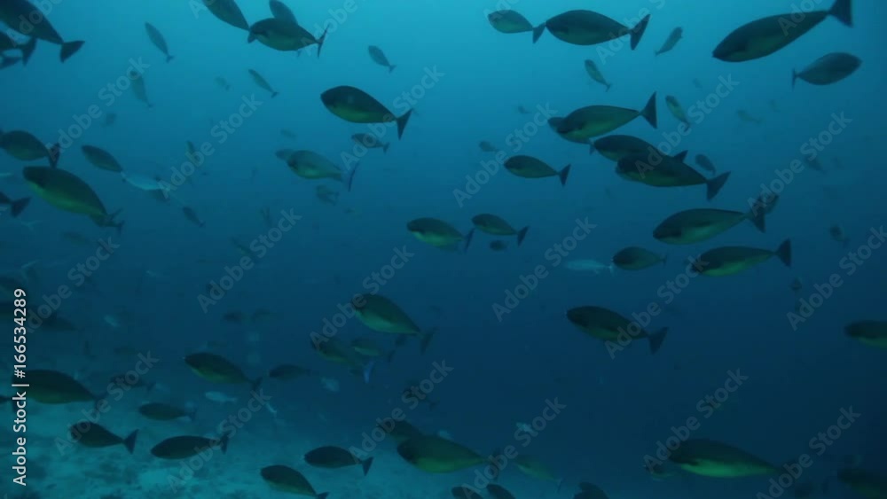 Schools of fish swim over Maldives reef, POV Schools of fish swim over Maldives reef, POV