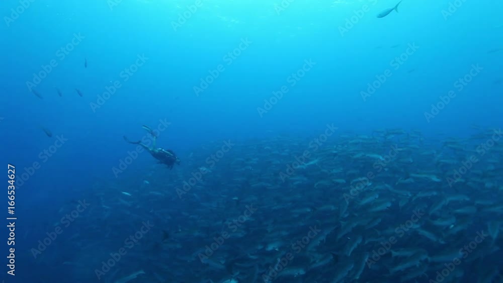 Scuba diver swims in between school of fish, POV Scuba diver swims in between school of fish, POV