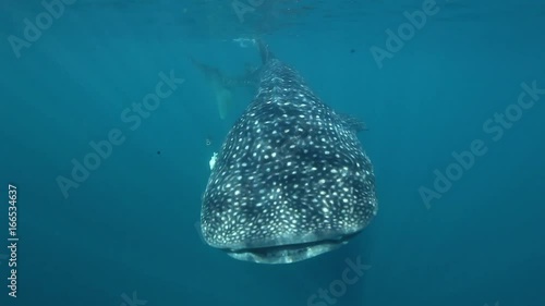 Whale shark swims in Yucatan Peninsula