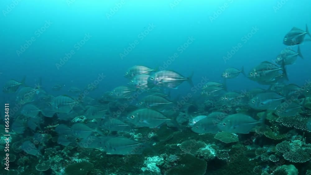 School of reef fish, South Maldives School of reef fish, South Maldives