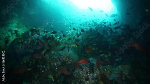 Wallpaper Mural Various schools of fish swim between ocean ridge, POV Torontodigital.ca