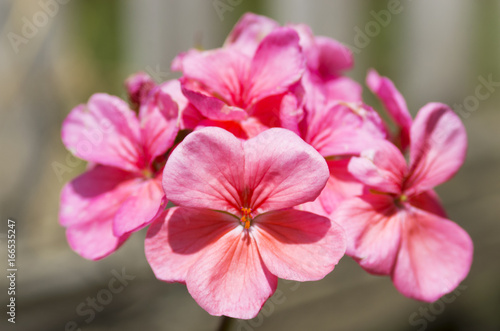 Flowering geranium, pink