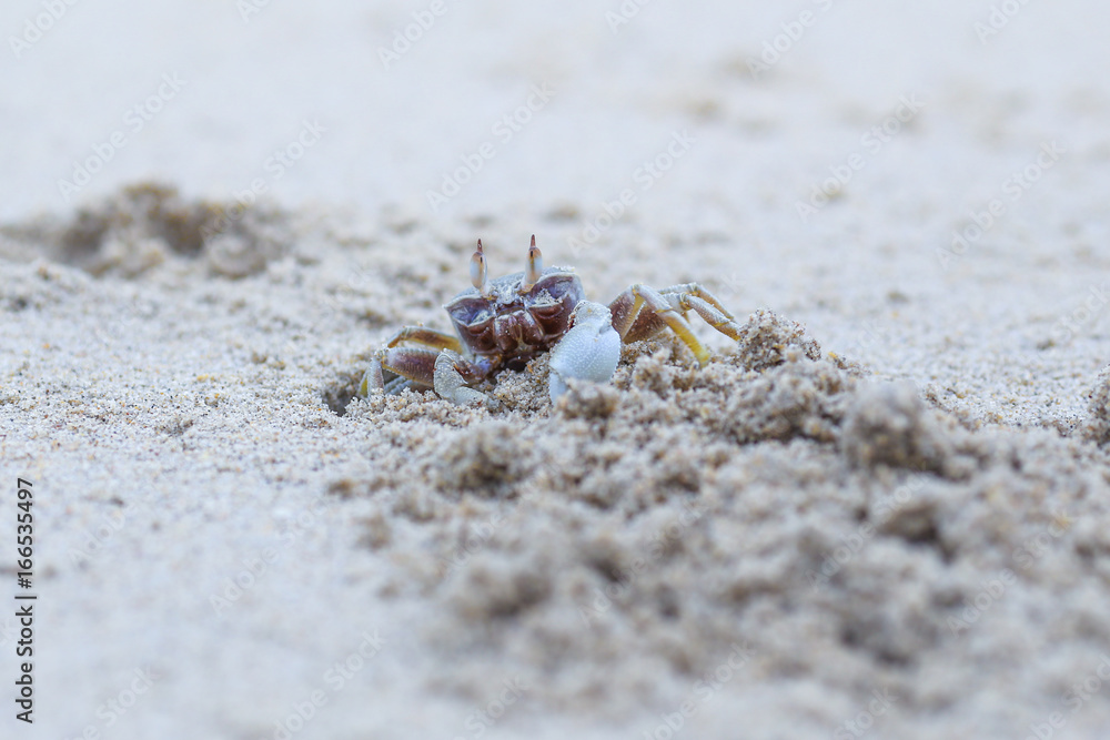 crab with Sand on the beach
