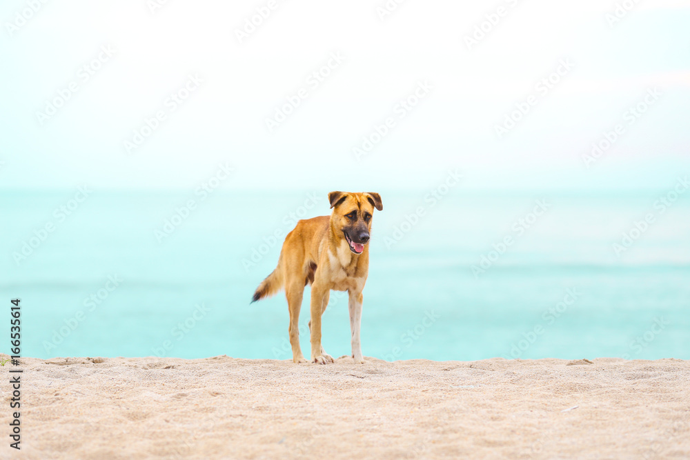 Obraz premium Dog standing at the beach the morning.