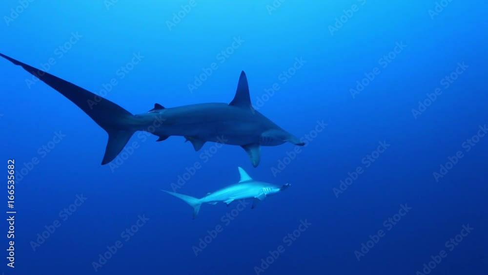 Hammerhead sharks swim in open water, POV Hammerhead sharks swim in open water, POV