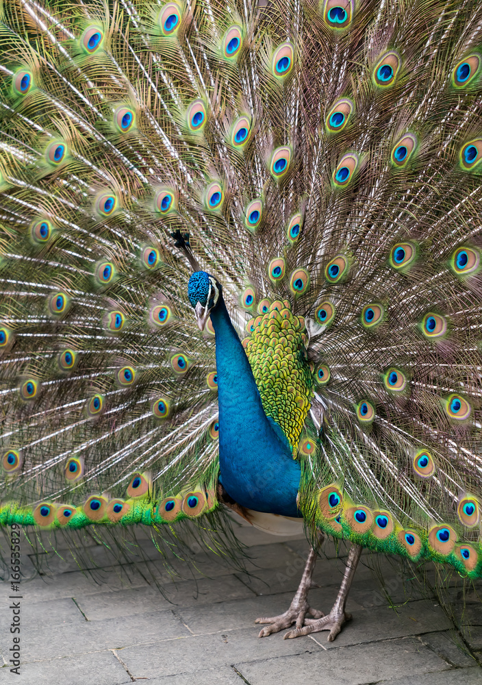 Obraz premium Beautiful spread of a peacock