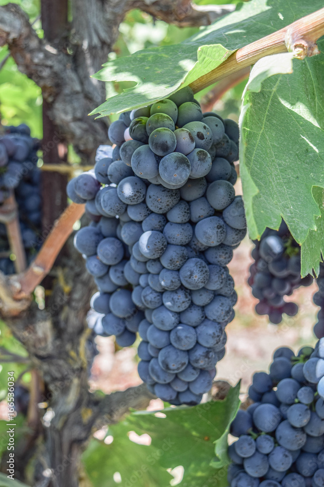 Close-Up, Isolated Cluster of Zinfandel Grapes Close-Up, Isolated Cluster of Zinfandel Grapes