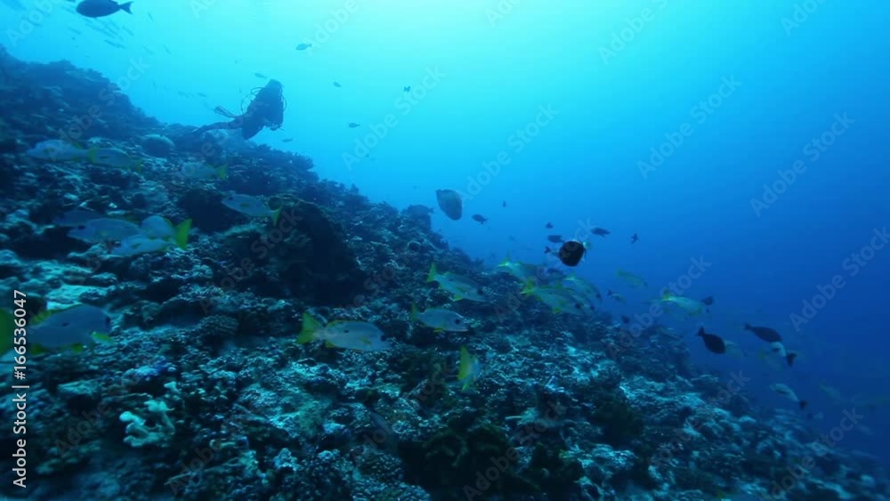 Scuba diver swims near French Polynesia reef Scuba diver swims near French Polynesia reef