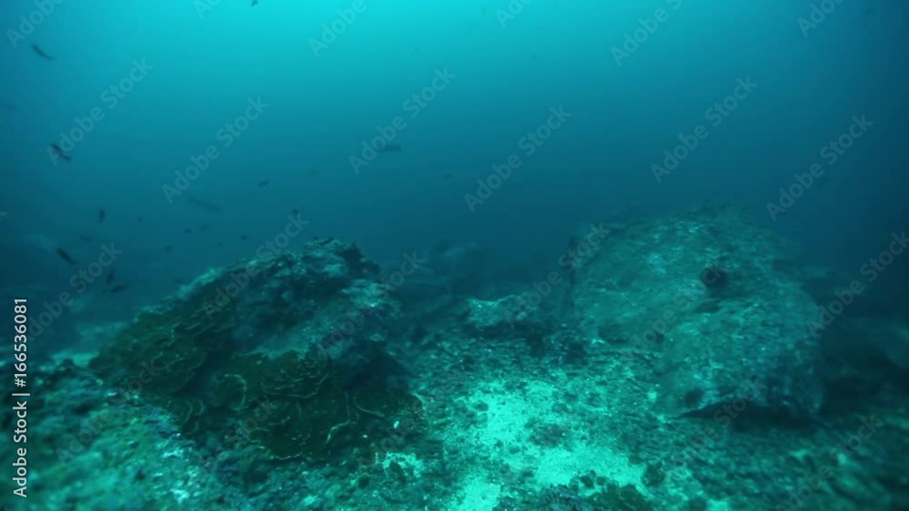 Shark hunts near bottom of sea bed, high angle Shark hunts near bottom of sea bed, high angle