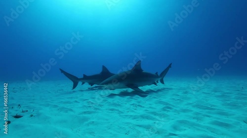 Two bull sharks swim on ocean floor, POV