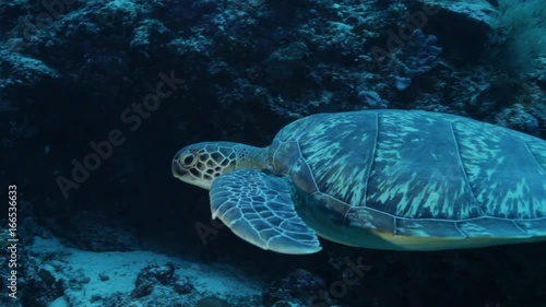 Turtle swim near reef, Maldives photo