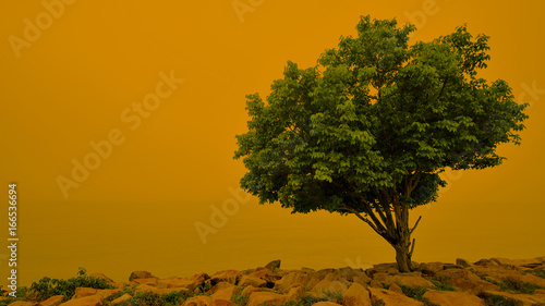 a tree with colored background
