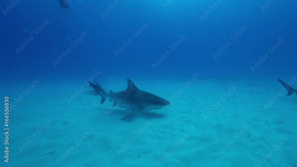 School of bull sharks underwater, POV School of bull sharks underwater, POV