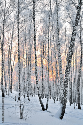 Winter Sunset in birch forest © rvo233