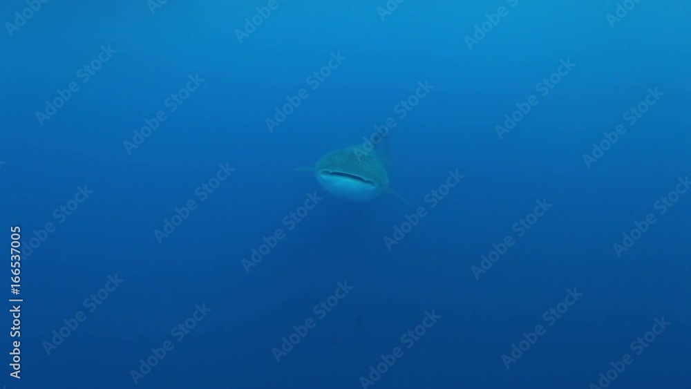 POV, whale shark swims in open Pacific Ocean