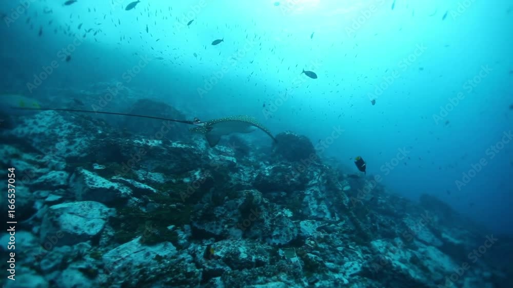 Ray swims through schools of fish, low angle Ray swims through schools of fish, low angle