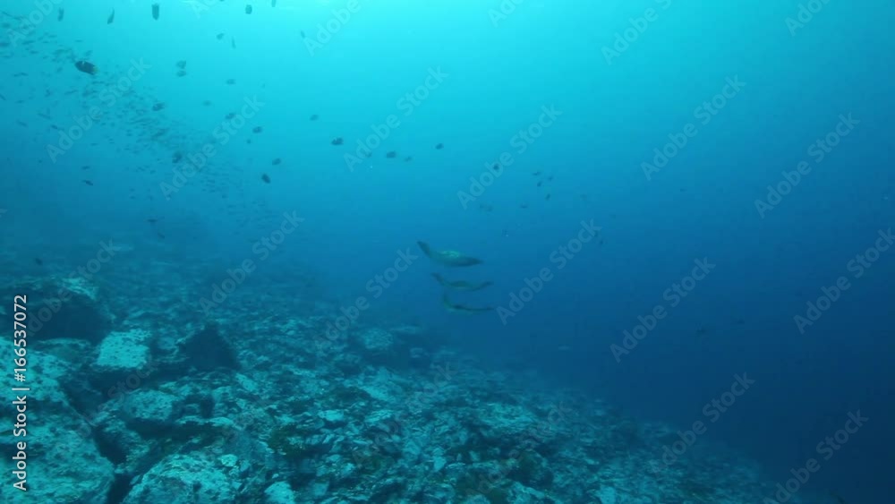 Rays swim off coast of Malpelo Island, POV Rays swim off coast of Malpelo Island, POV