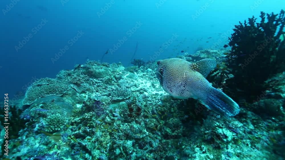Spotted reef fish swims in South Maldives, POV Spotted reef fish swims in South Maldives, POV