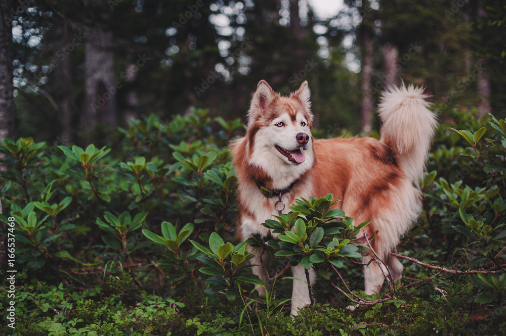 Dark red siberian husky store