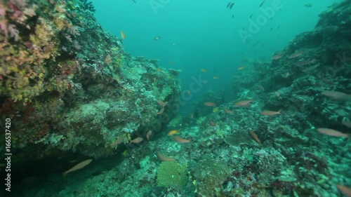 Wallpaper Mural Scuba diver shines flashlight at reef fish, POV Torontodigital.ca