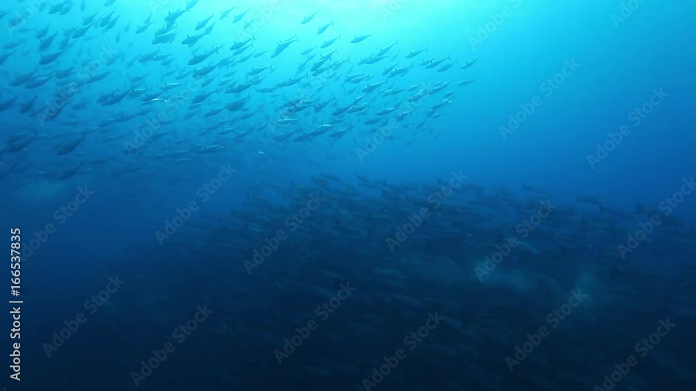 Massive school of fish swim in open ocean, POV Massive school of fish swim in open ocean, POV