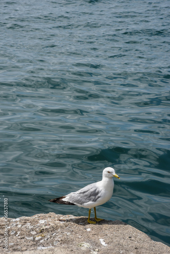 Photography one seagull on rock along shoreline in Toronto