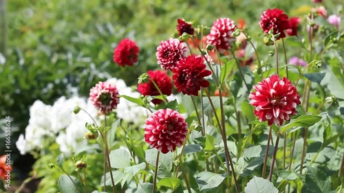 Beautiful dahlias in the garden

