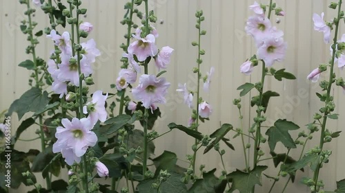 Pink mallow in the garden and bumblebees