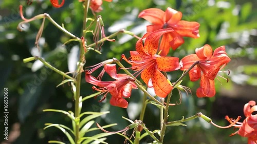 Orange lilies in the garden