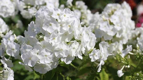 White fluffy flowers in the garden