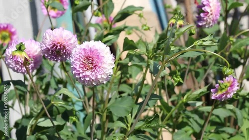 Beautiful dahlias in the garden

