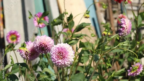 Beautiful dahlias in the garden

