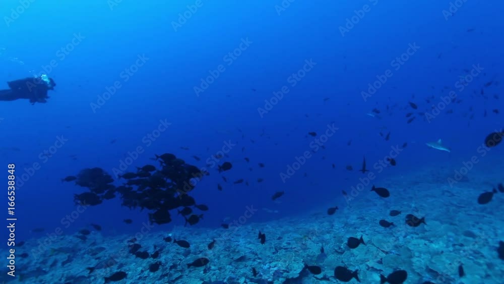 Scuba diver follows school of fish, POV Scuba diver follows school of fish, POV