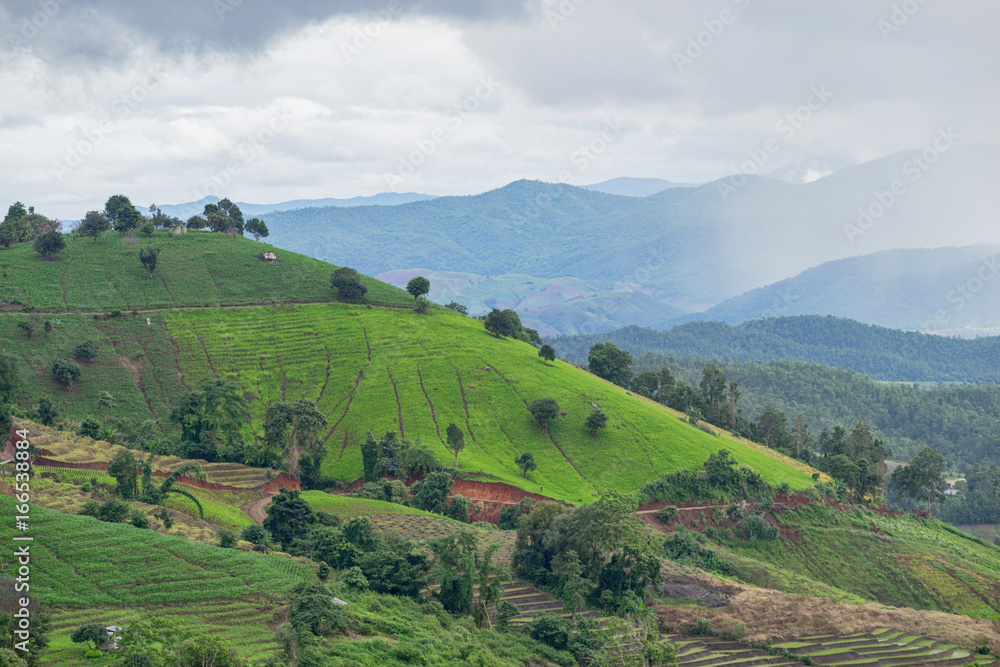 beautiful green rice fields with blue sky