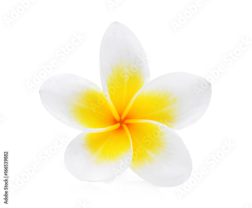 white frangipani  plumeria  flower isolated on white background