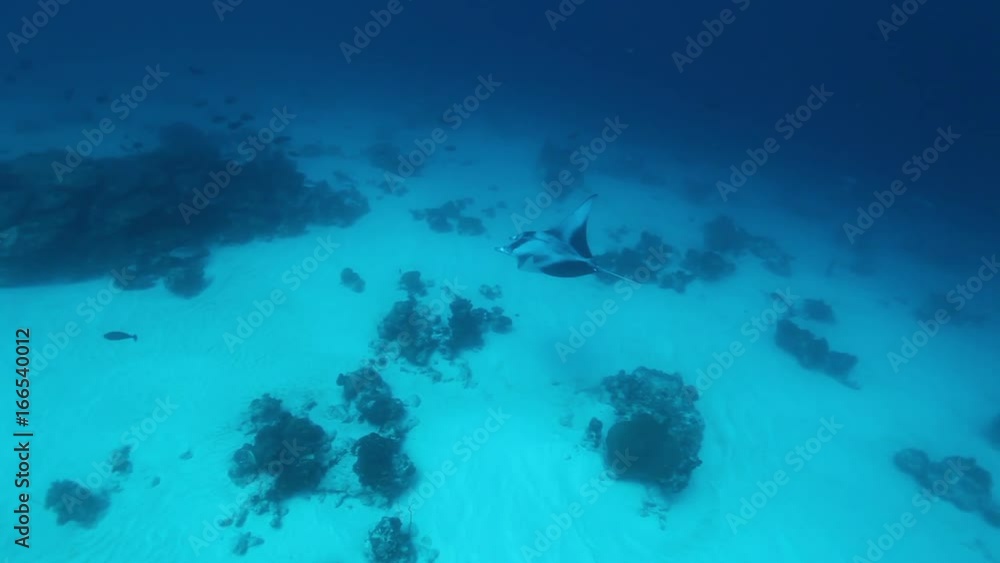 Lone manta ray swims in South Maldives Lone manta ray swims in South Maldives