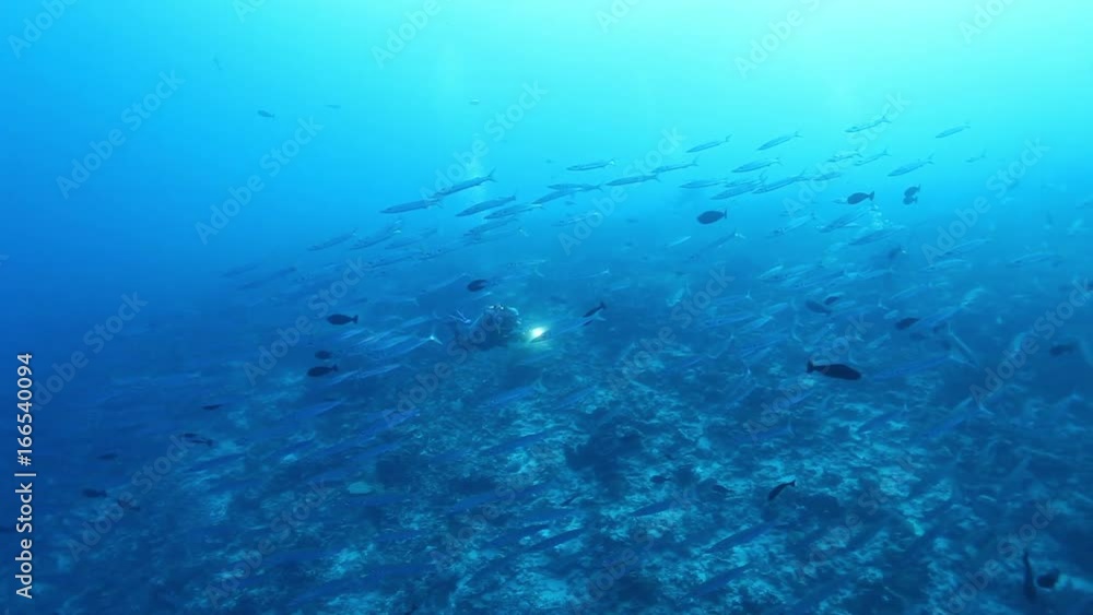 Scuba divers swims through school of fish, POV Scuba divers swims through school of fish, POV