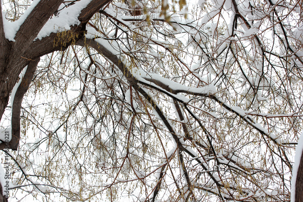 Obraz premium Tree 