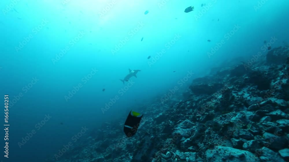 Hammerhead shark off coast of Malpelo Island, POV Hammerhead shark off coast of Malpelo Island, POV