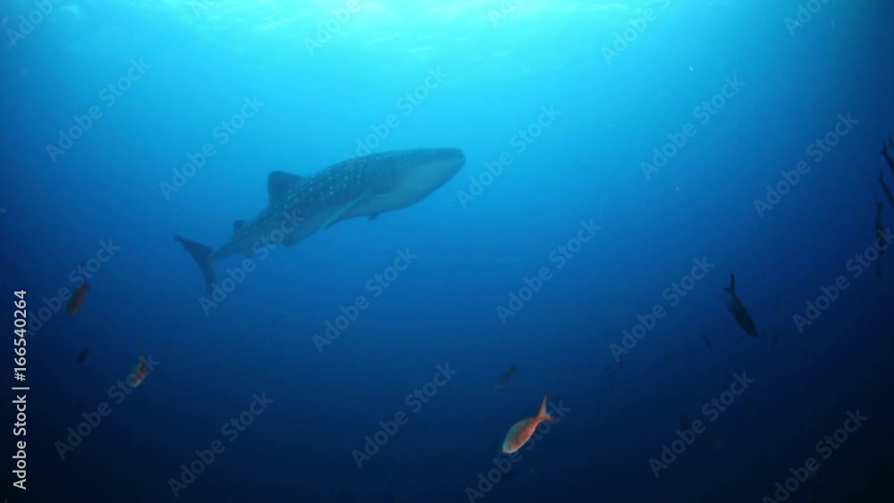 POV, whale shark swims through open ocean POV, whale shark swims through open ocean